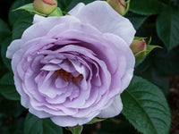 Ethereal Aromatherapy Companion for Home & Office — Plant-Based Fragrance for Serenity and Mindful Living