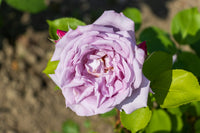 Ethereal Aromatherapy Companion for Home & Office — Plant-Based Fragrance for Serenity and Mindful Living