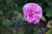Ethereal Aromatherapy Companion for Home & Office — Plant-Based Fragrance for Serenity and Mindful Living